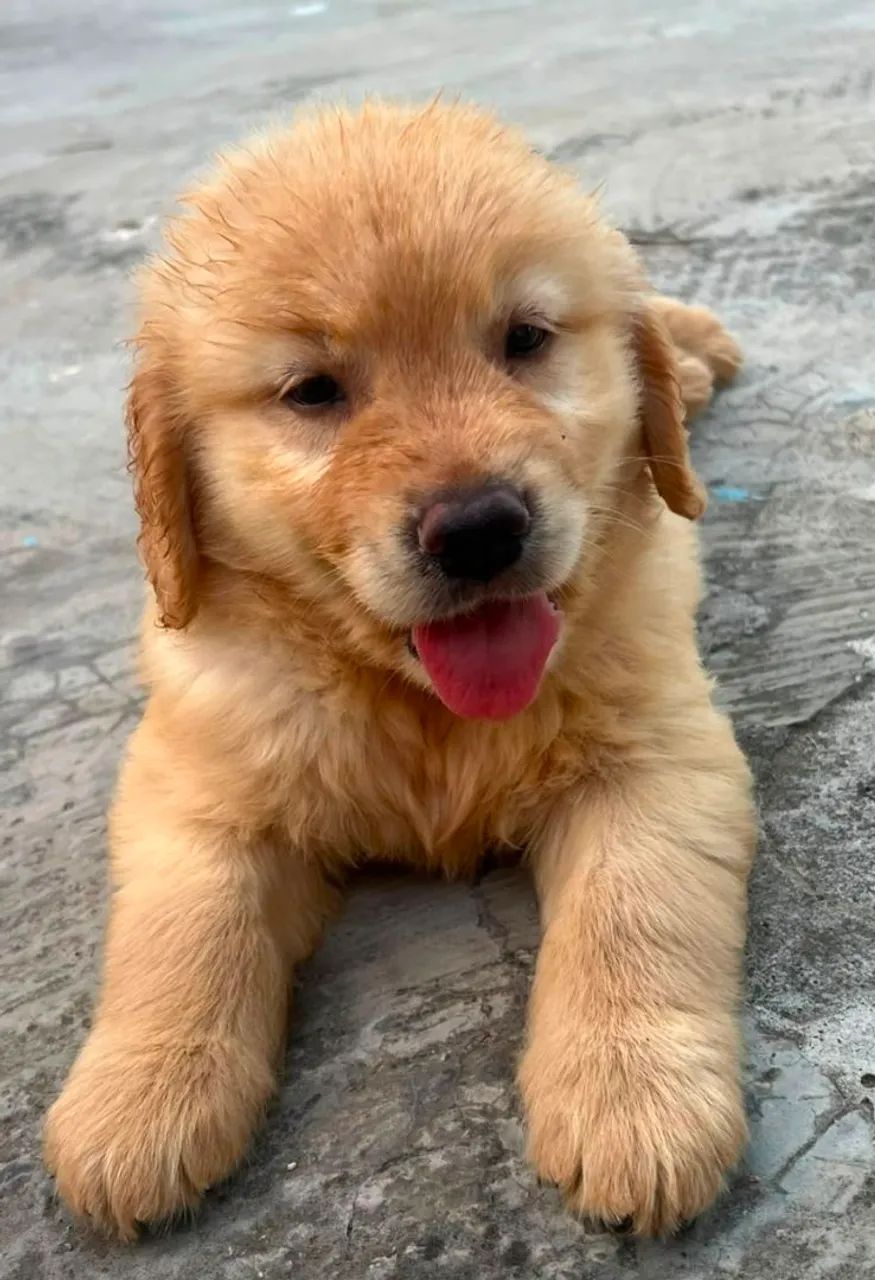Golden retriever 