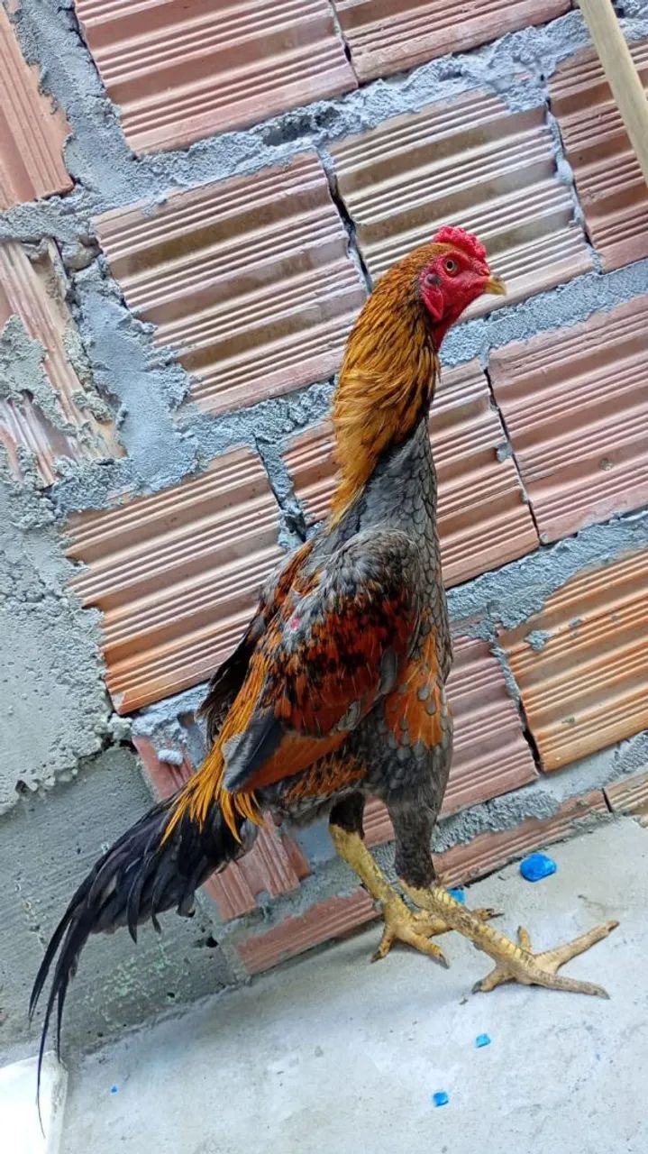 Frango carioca 