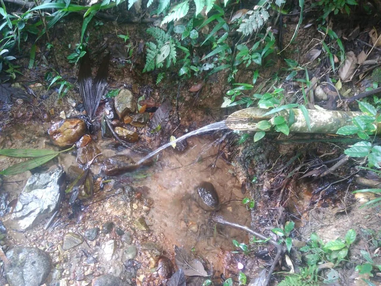 Vendo Sítio com 12 alqueires em Sete Barras SP - Foto 3