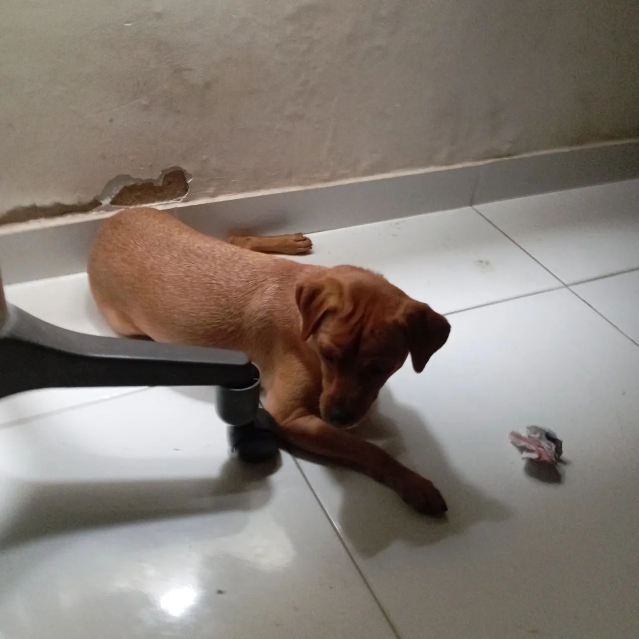 Doação responsável  - Foto 2