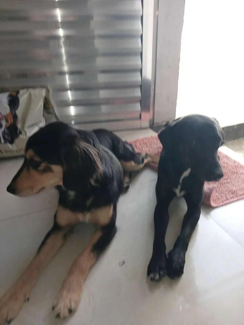 Adoção  - Foto 3