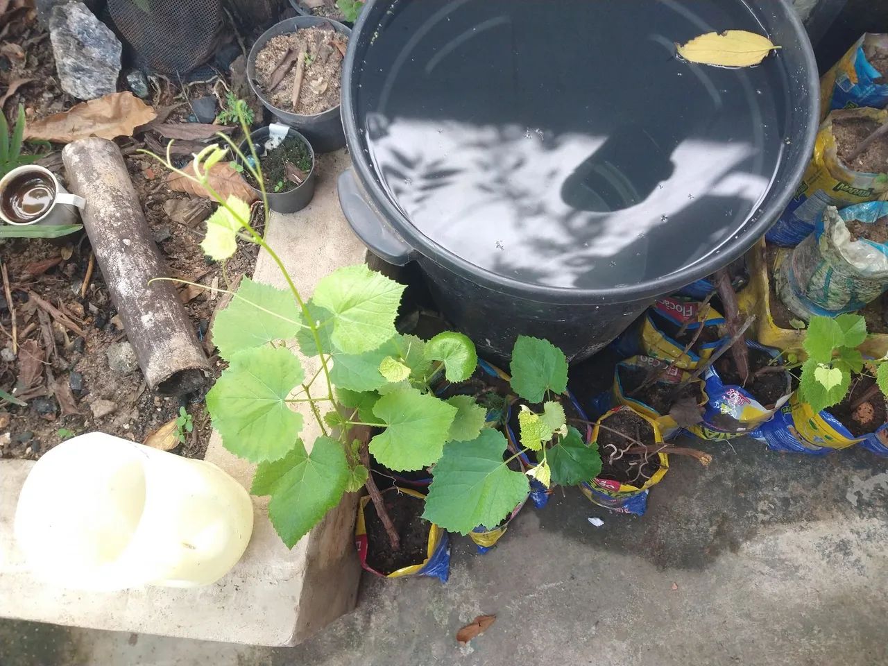 Mudas de uva ja produz 4 unid. - Foto 6