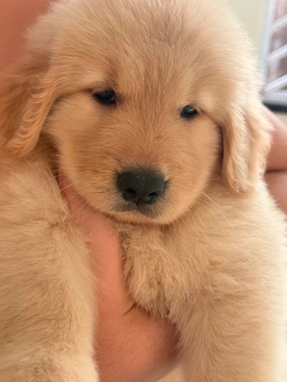 Filhotes de Golden