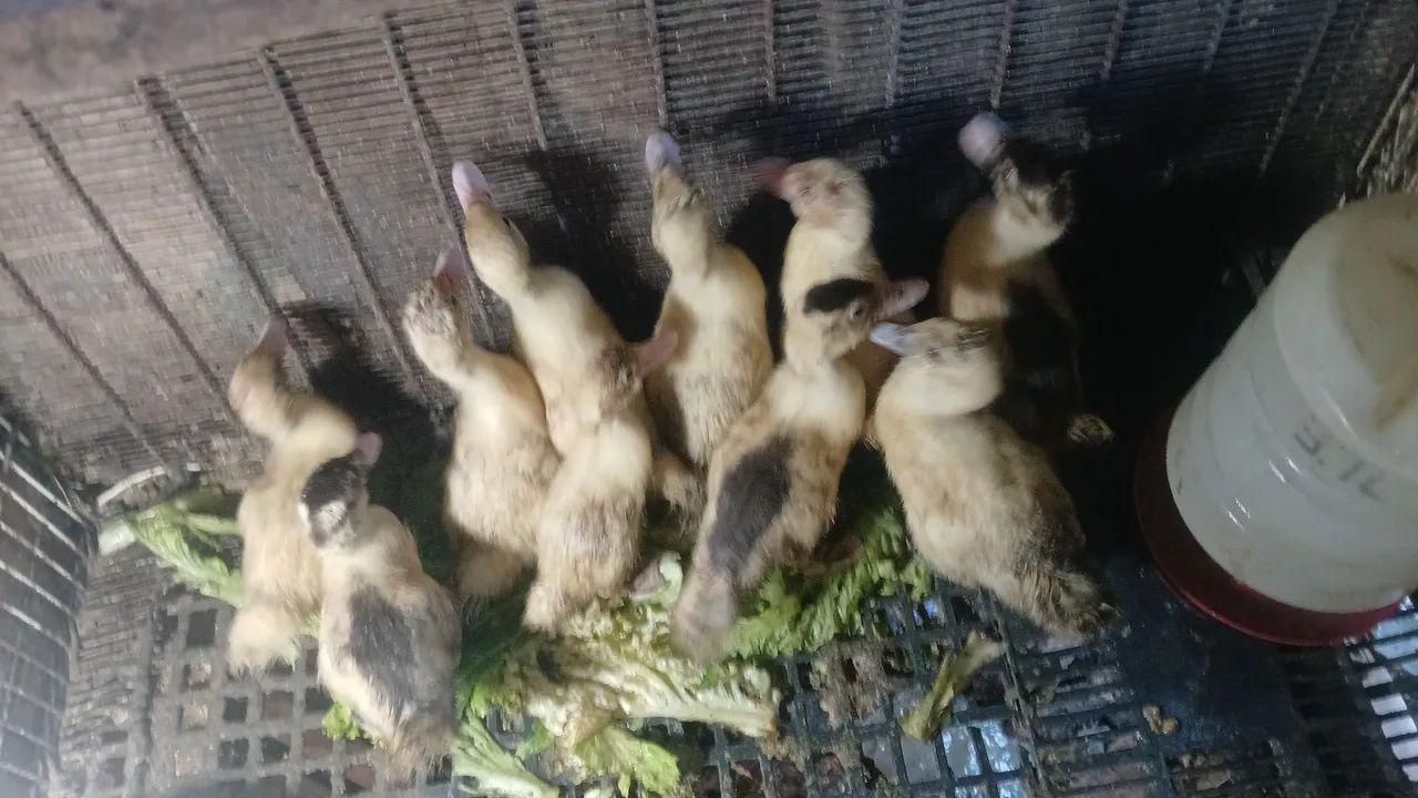 Vende-se filhotes de patos - Foto 2