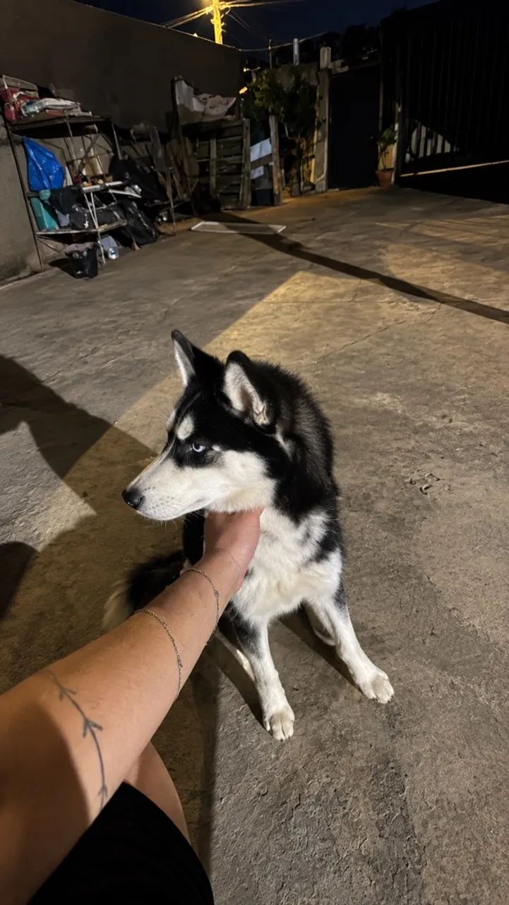 Husky Siberiano 