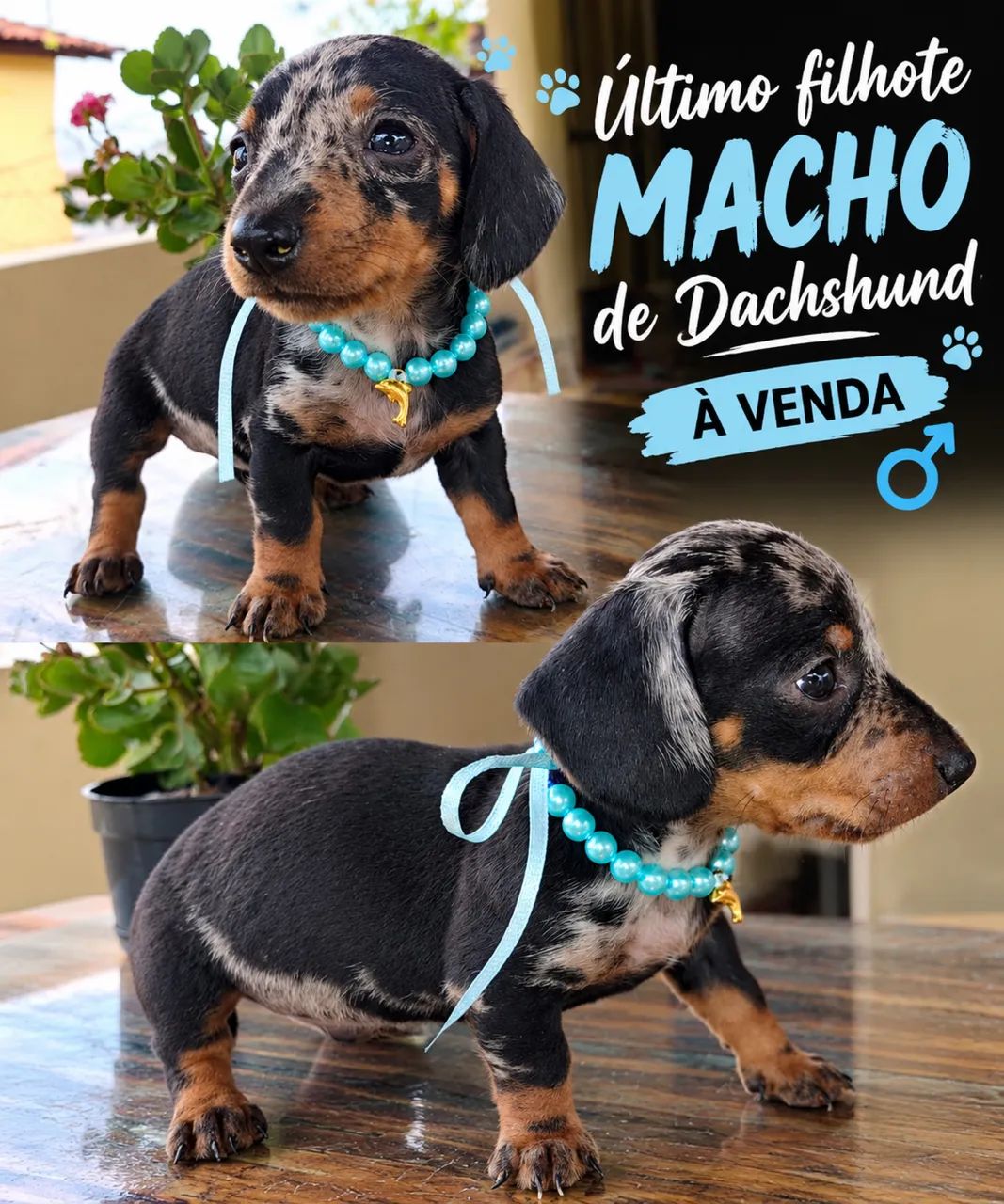Filhote MACHO - Foto 2