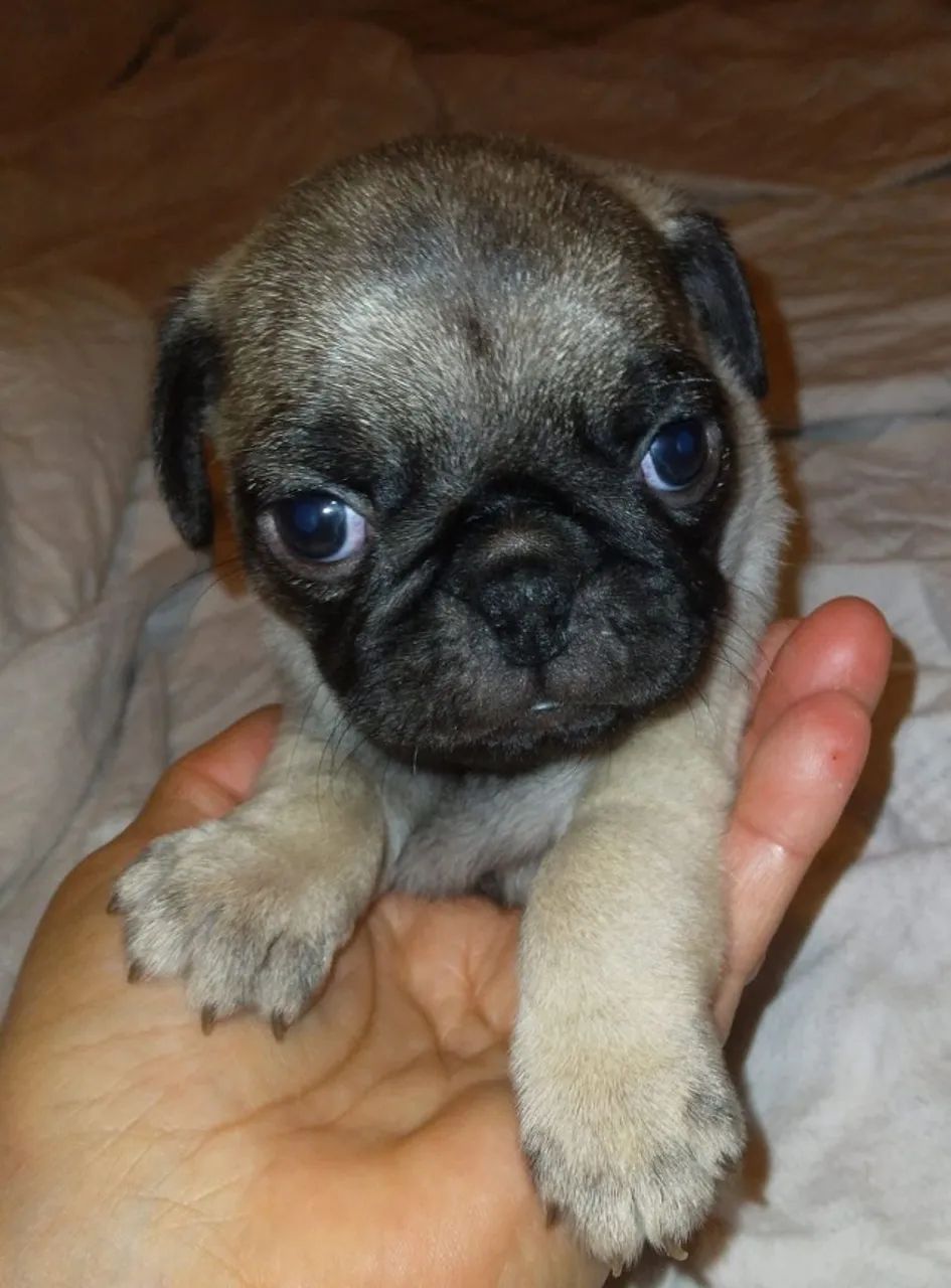 Filhotes de Pug | Carinho que transborda!