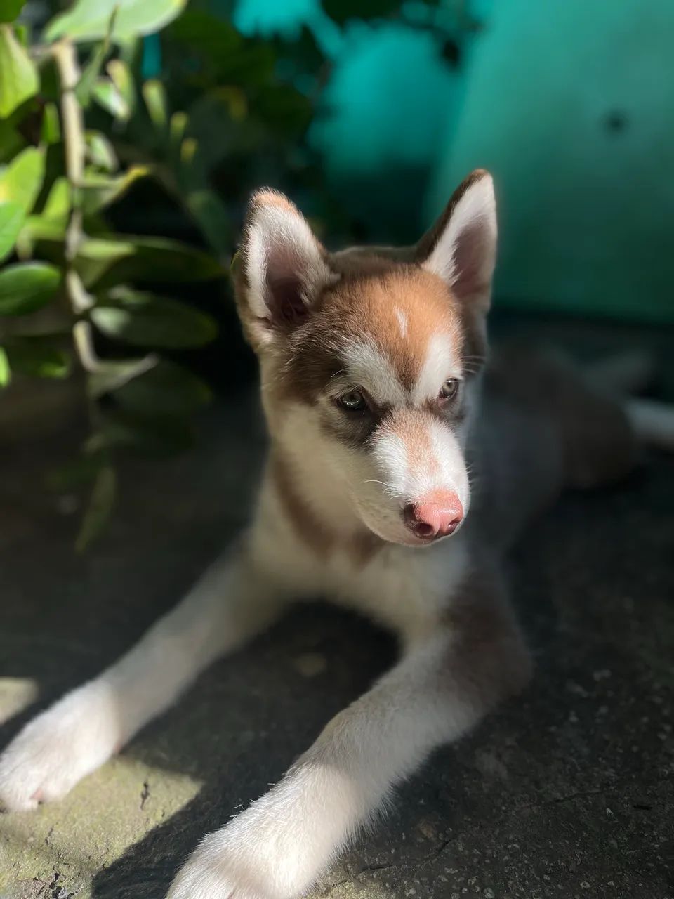 Husky siberiano macho - Foto 3