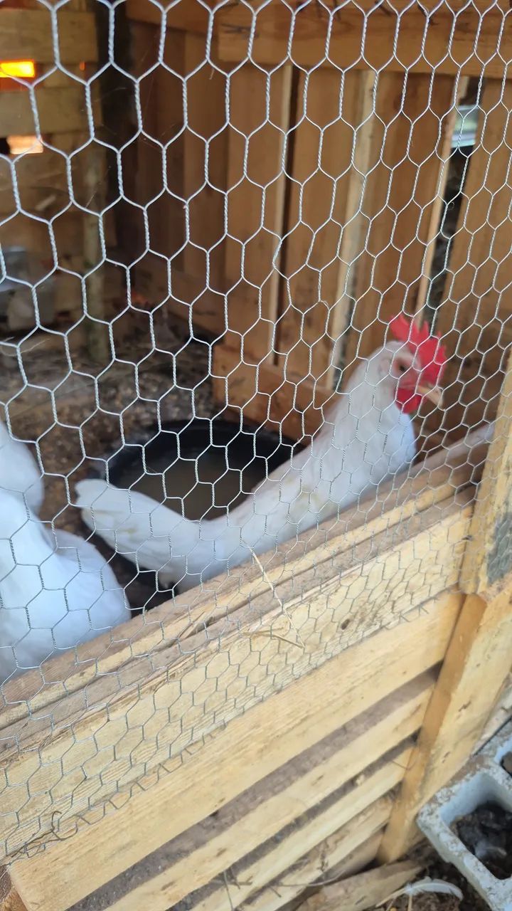 GALOS LEGHORN - Foto 2