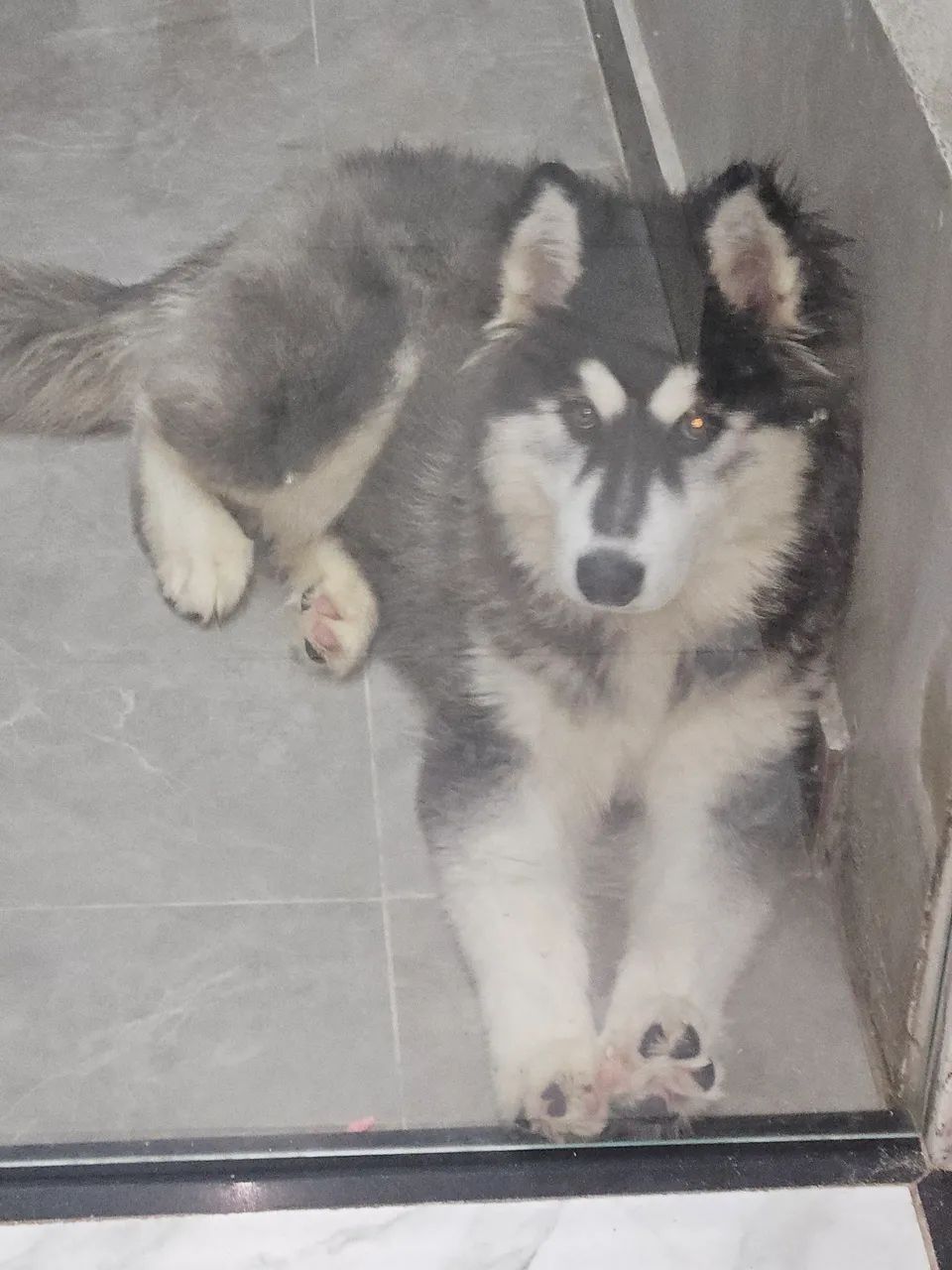 Husky Siberiano  - Foto 2