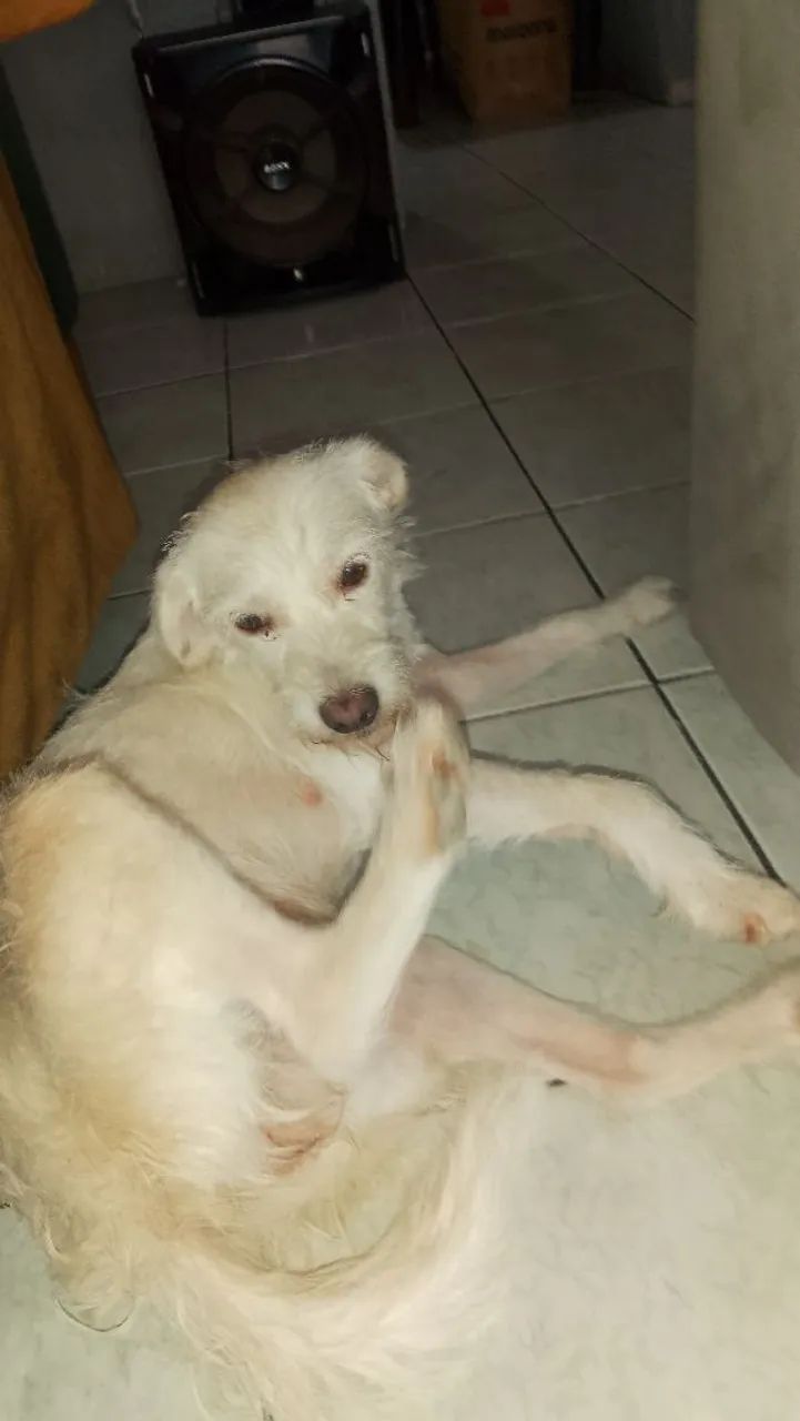 Cachorra abandonada gravida