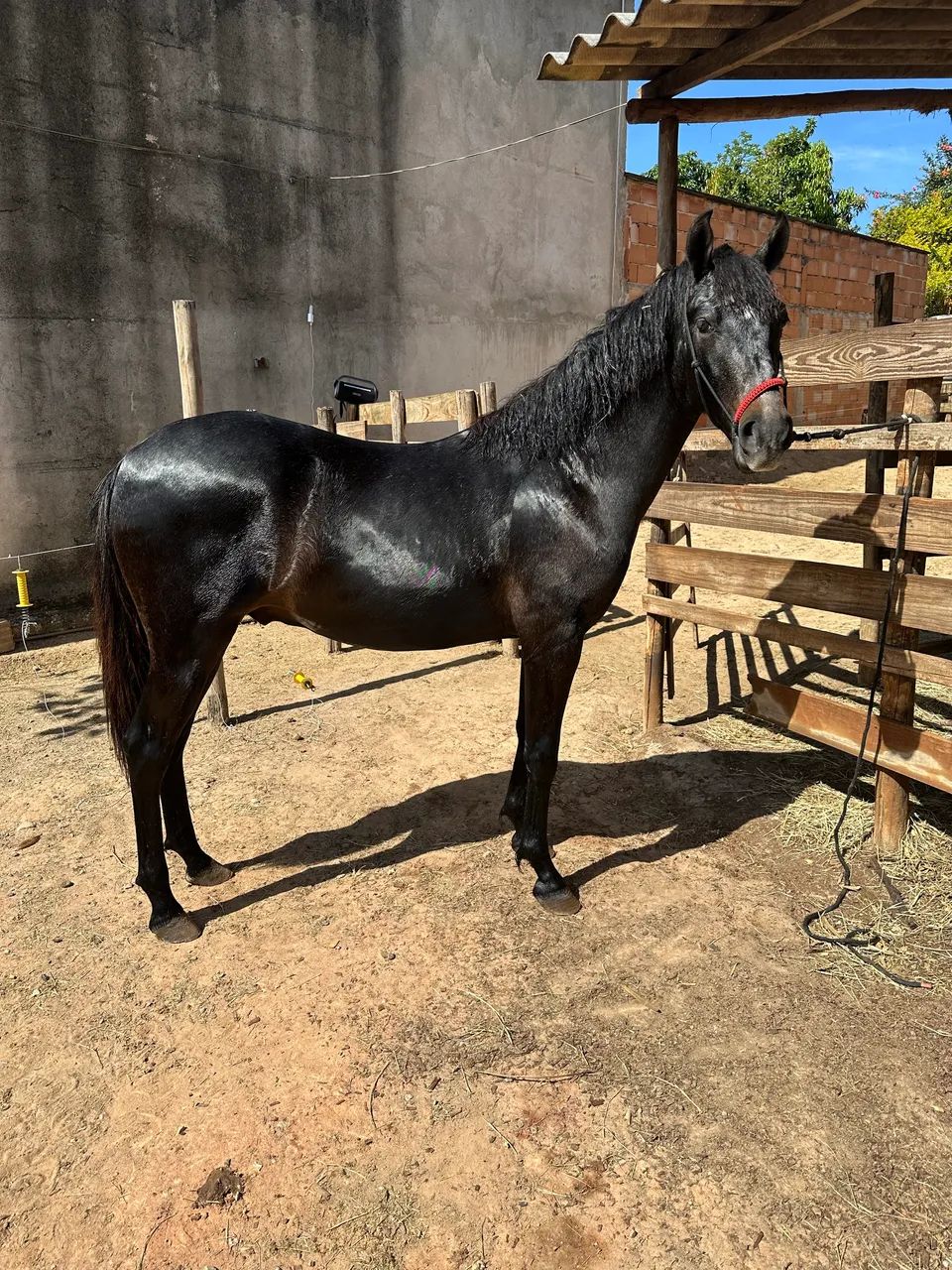 Cavalo