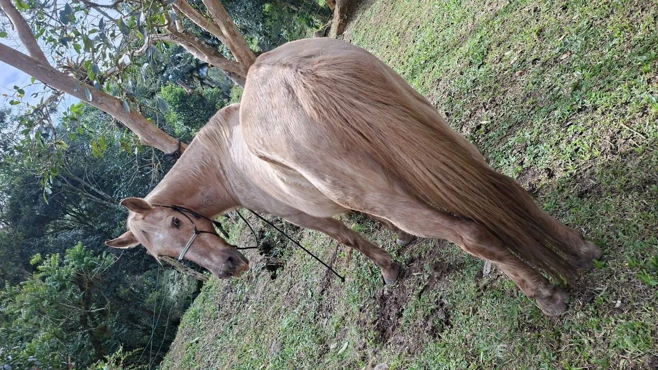 Egua mansa  - Foto 2