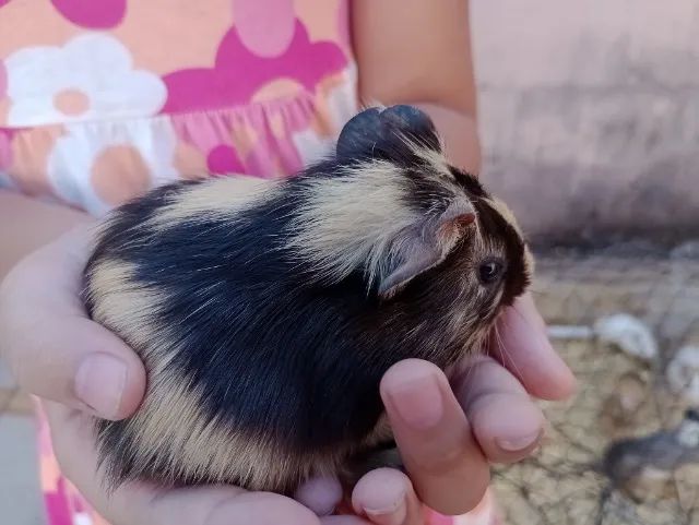 Porquinho da índia  - Foto 2