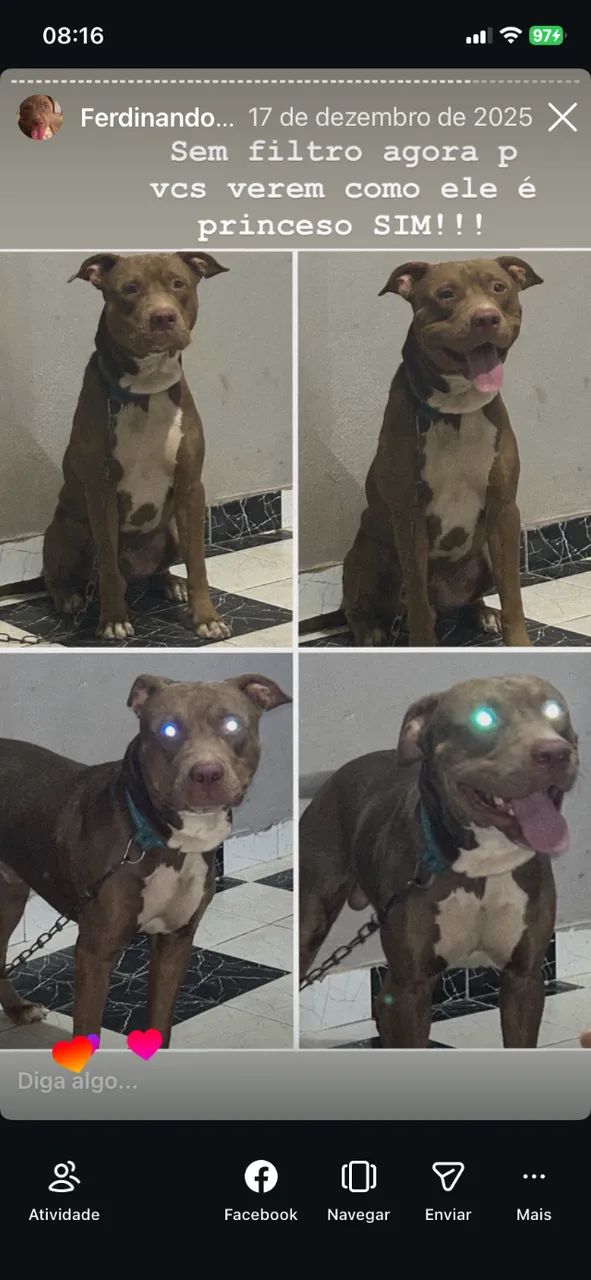 Pitbull - Foto 3