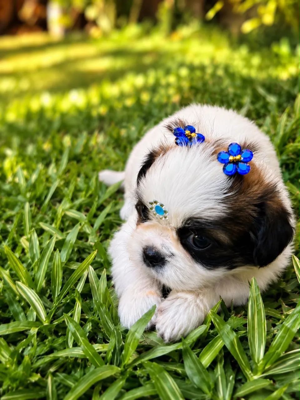 Shihtzu