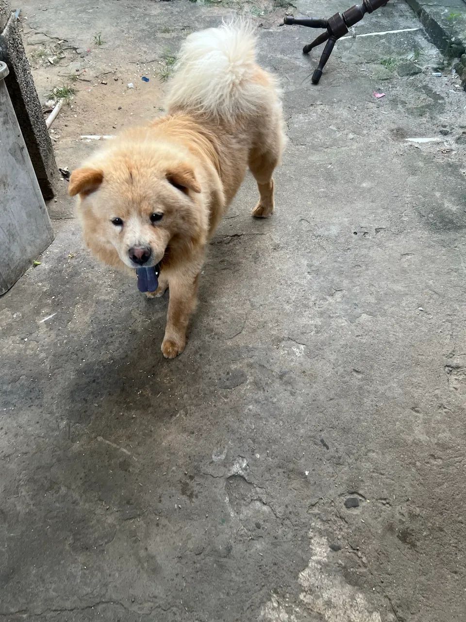 CHOW CHOW - Foto 3