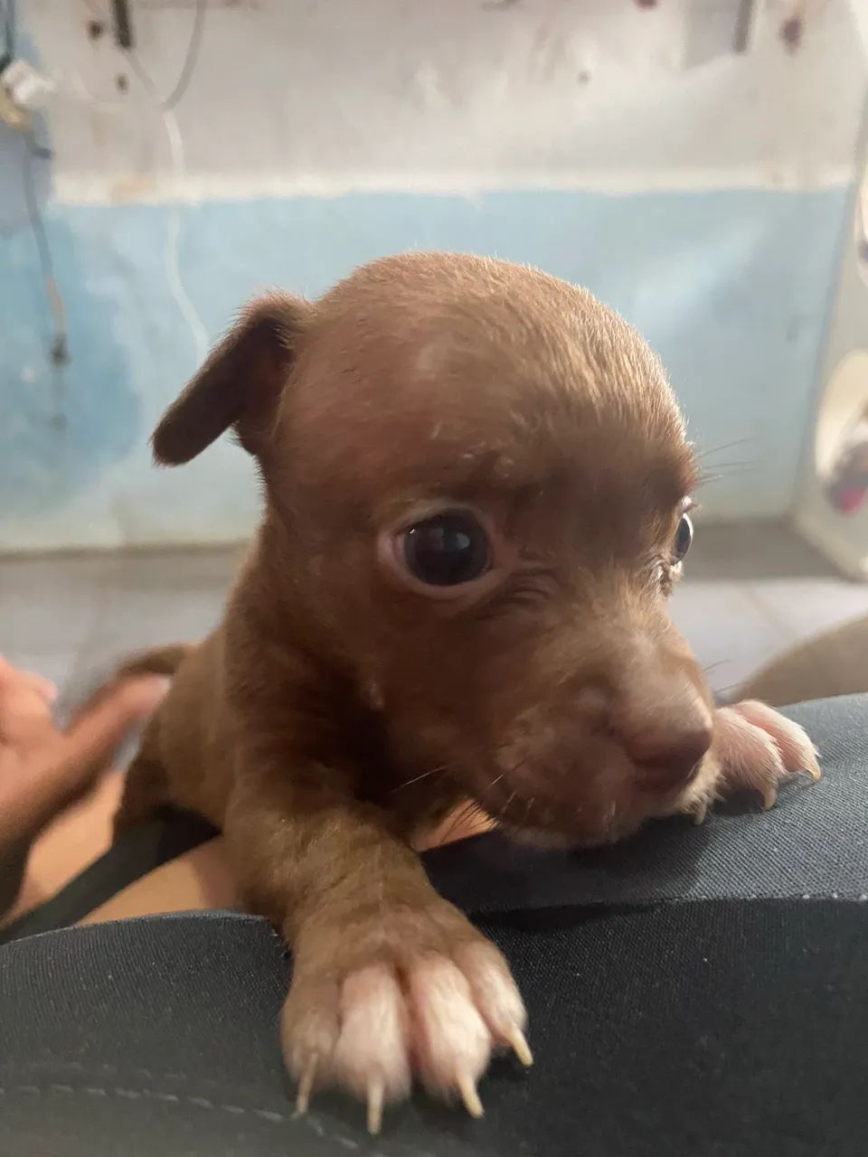 Cachorro filho de pitbull com vira lata - Foto 4