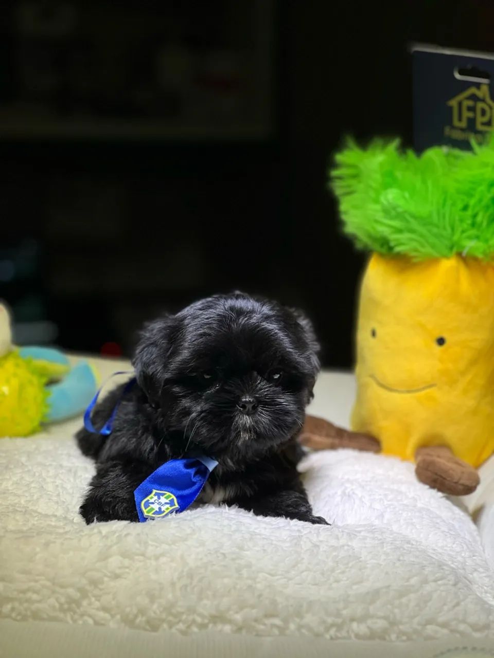 SHIHTZU MACHO - Foto 3