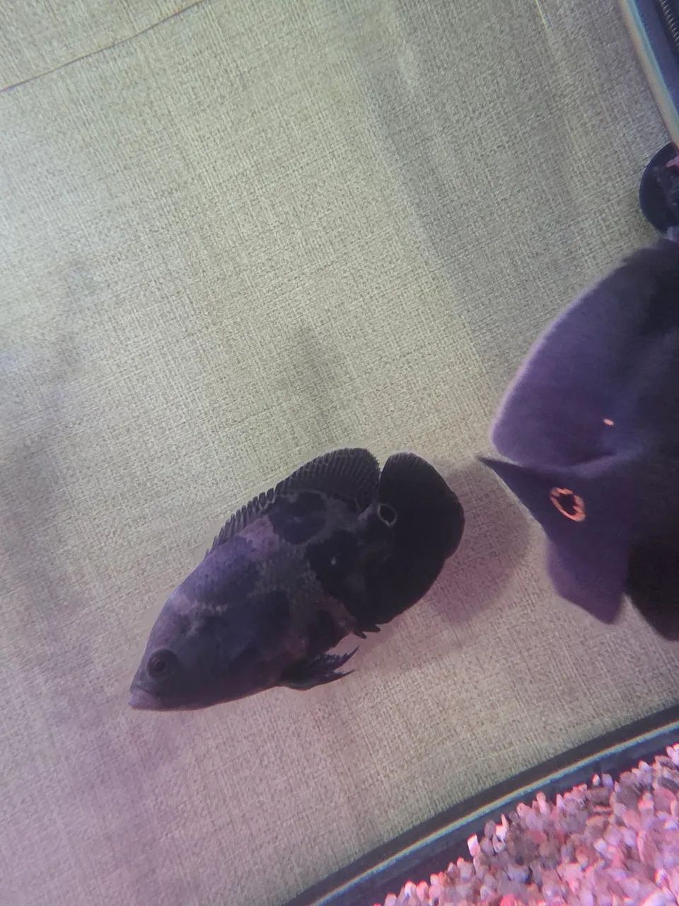 2 oscar 