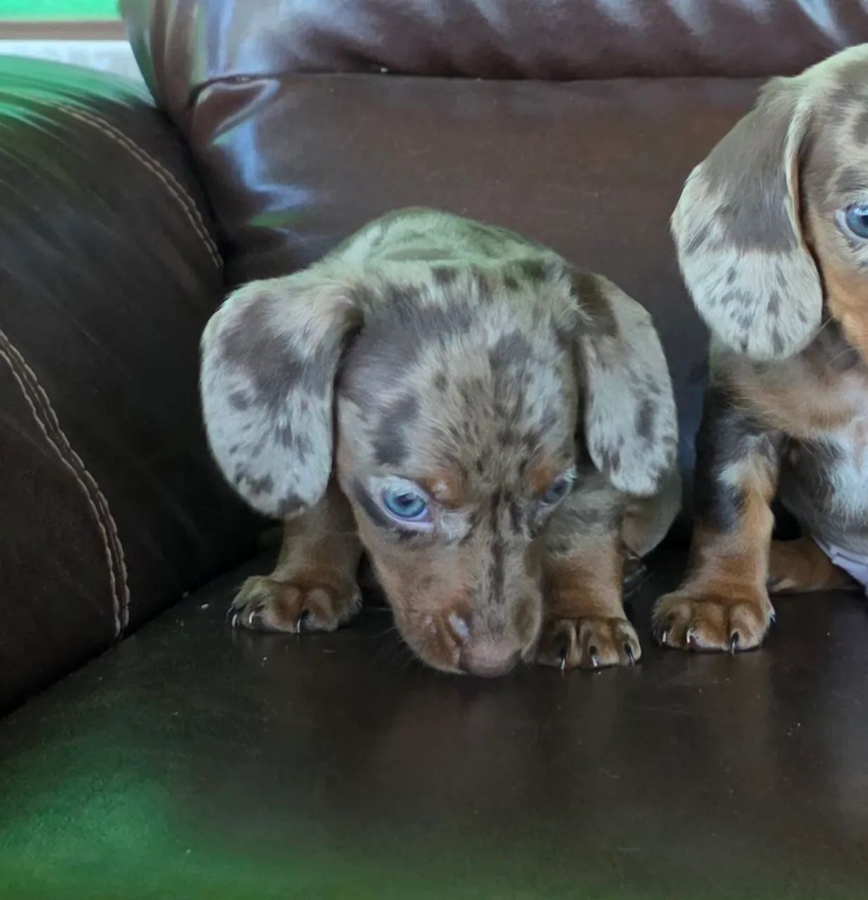 Dashchund Macho mofadinho chocolate - Foto 3