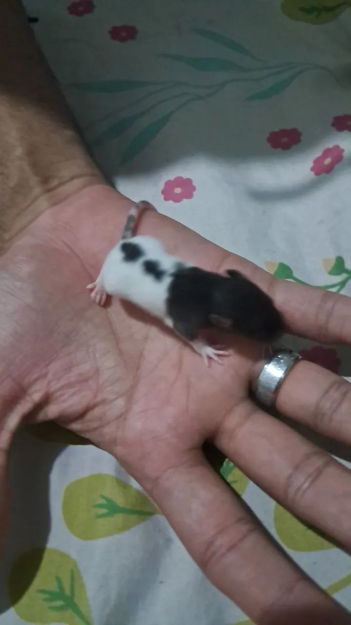 RATO TWISTER  - Foto 4