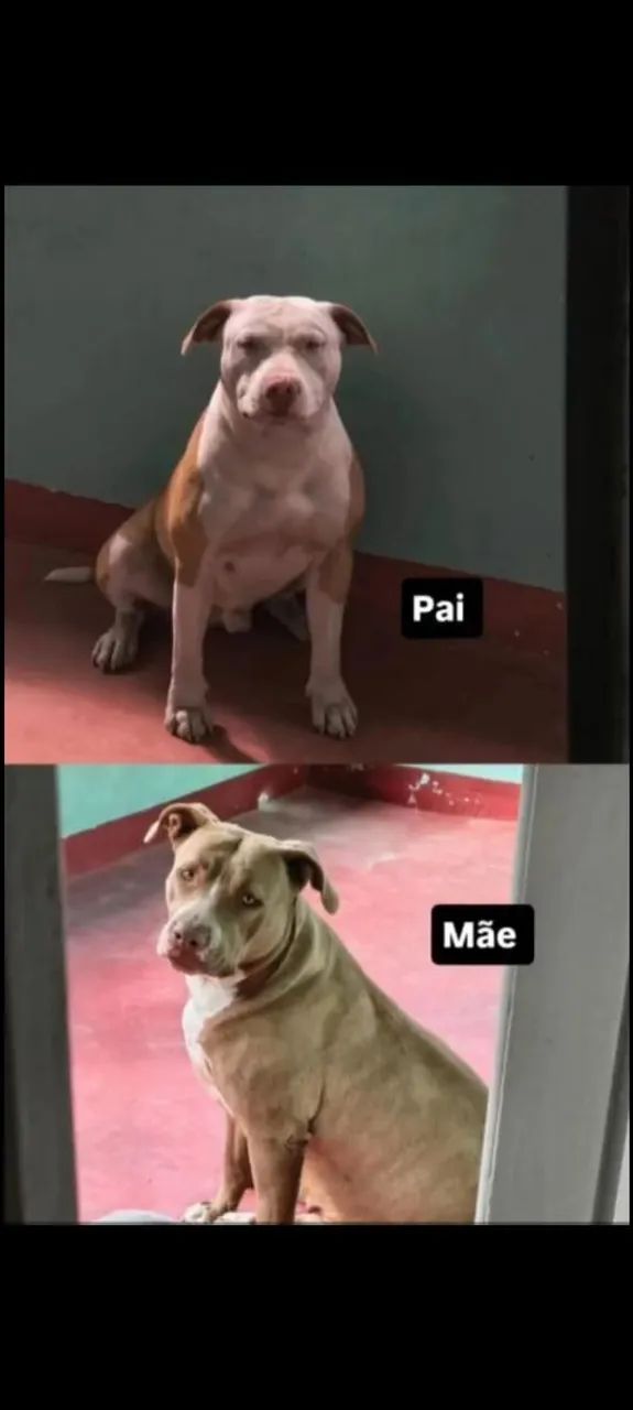 Filhotes de Pit bull - Foto 5