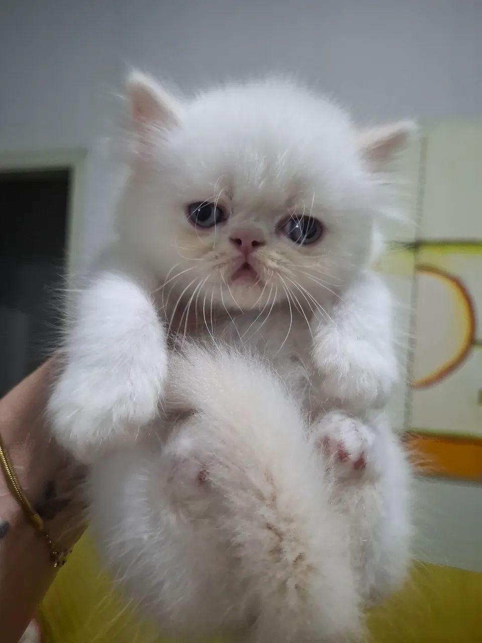 Filhote de gato persa fêmea