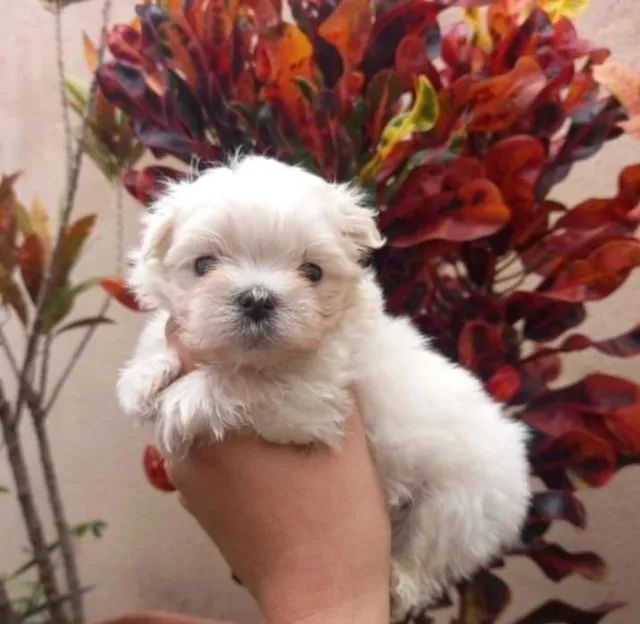 Maltês Mini Filhotes Lindíssimos. 