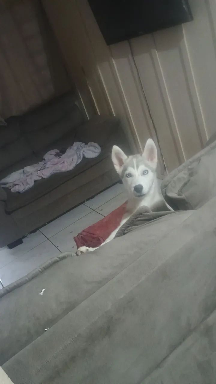 Doação 