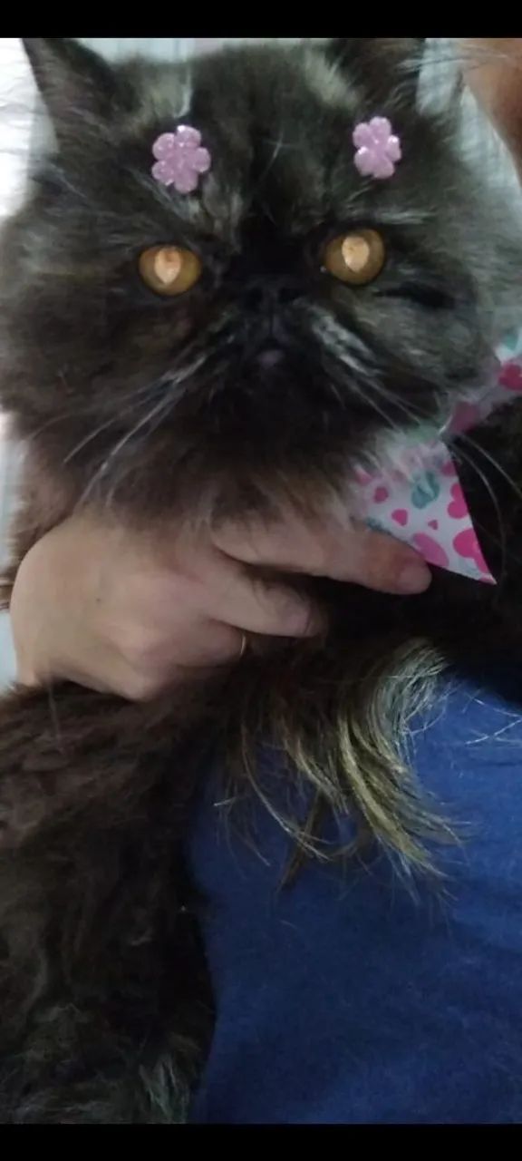 Vendo linda gata persa! - Foto 5