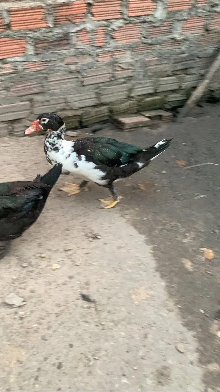 Pato - Foto 3