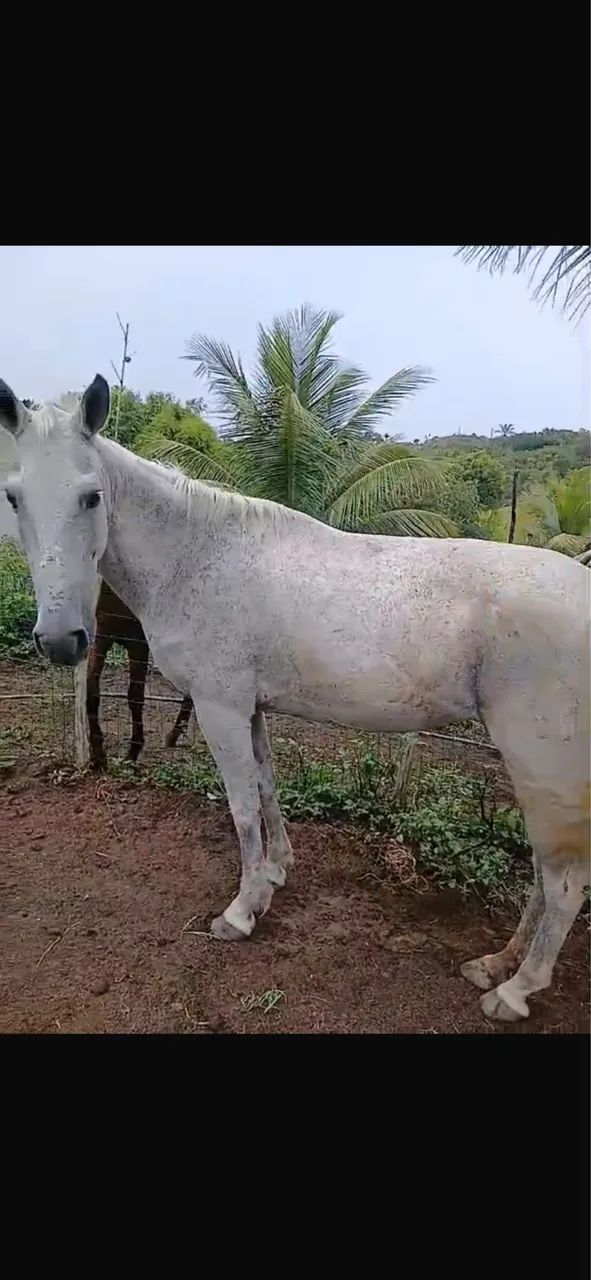 Égua baixeira boa de sela 