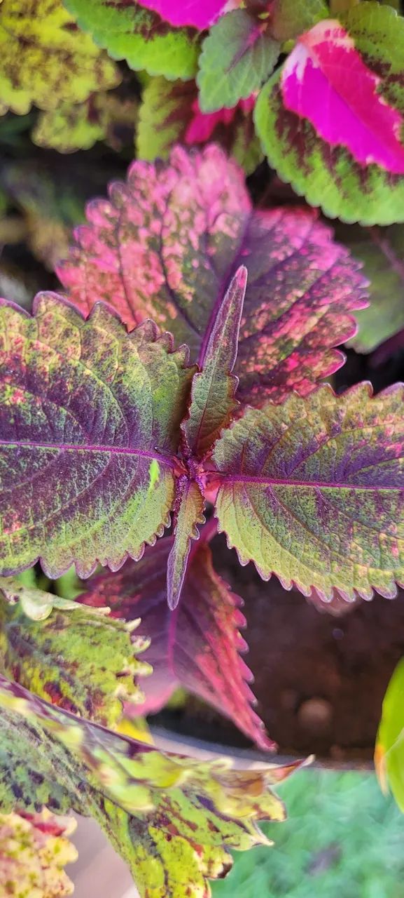 Mudas de coleus variados unidade valor para revendedores