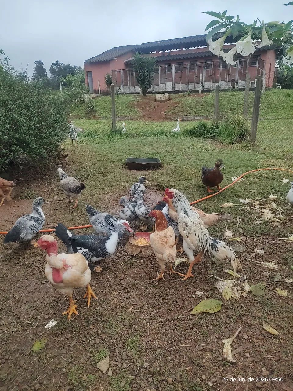 Frangos e Patos - Foto 3