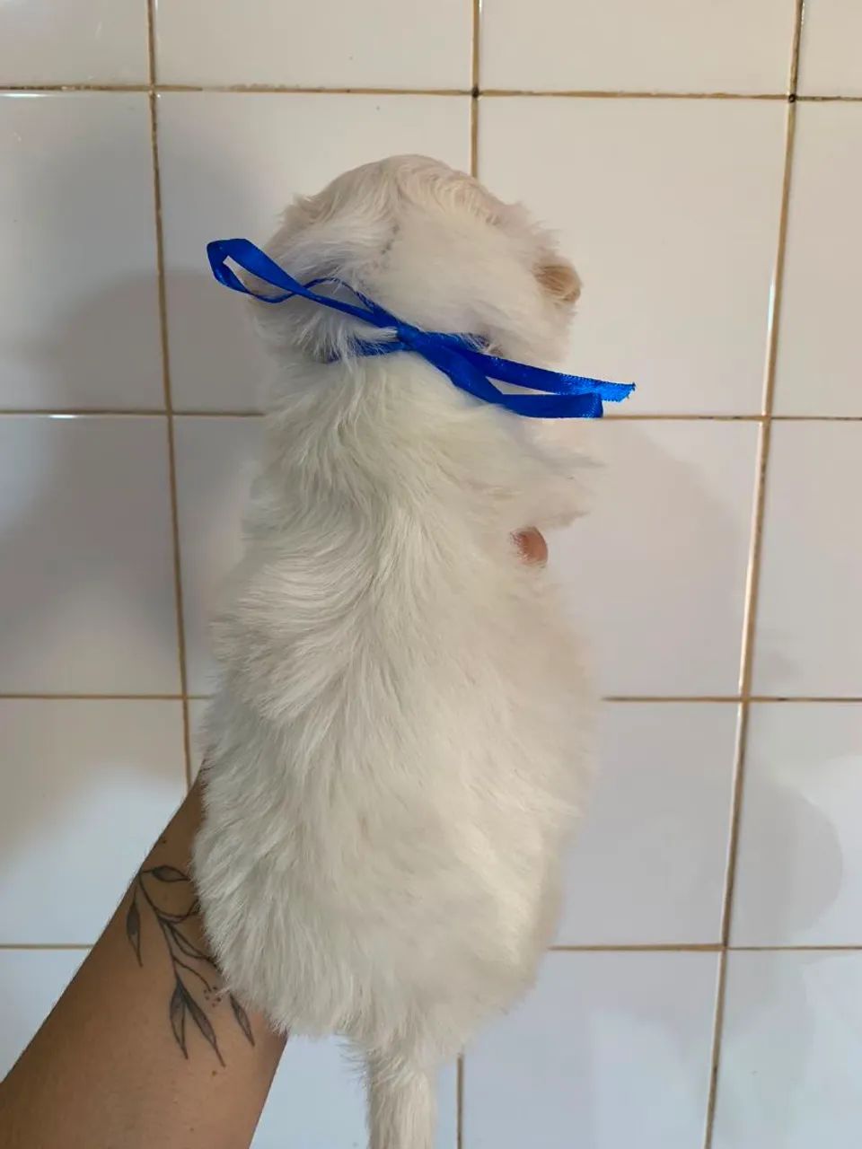 Shitzu macho  - Foto 4