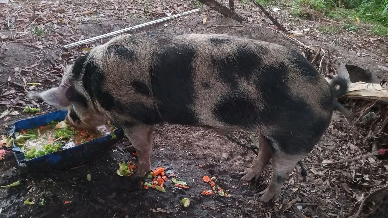 Porco - Foto 3