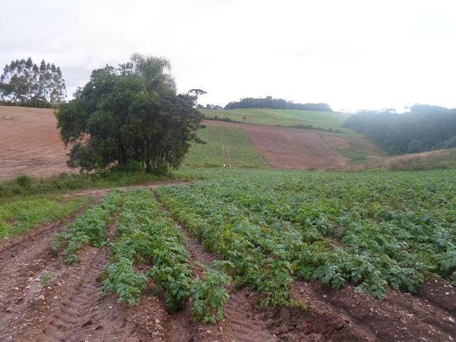 Terreno 1 alqueire e meio - Foto 6