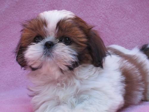Shih Tzu Rei Dog ,alto padrao em 12x