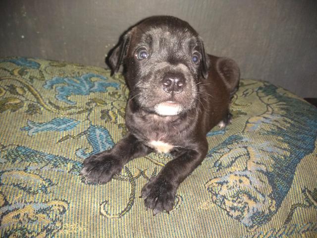 Vendo filhote de pitbull $ 500,00