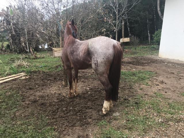 Vendo cavalo criolo - Foto 3