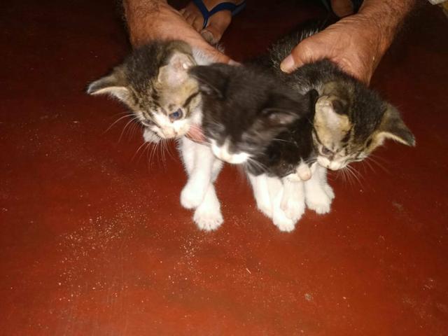 Doação gatos