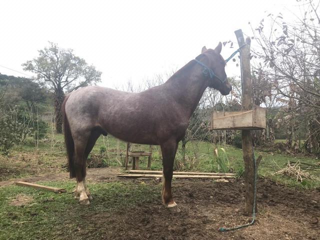 Vendo cavalo criolo