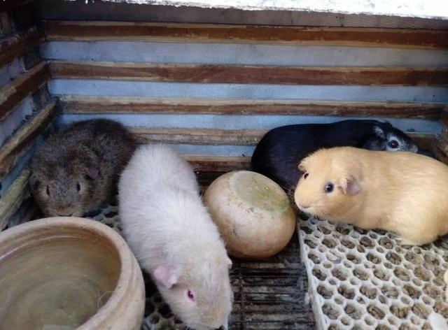 Procuro um lote de 6 animais 3 Us Teddy e 3 inglês europeu - Foto 2