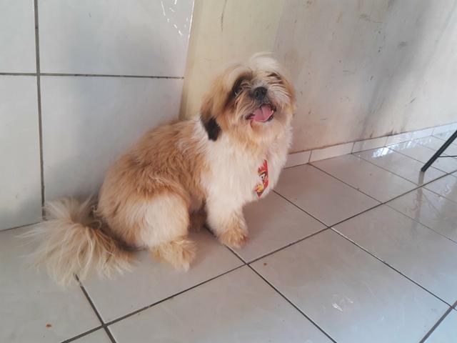 Shih tzu macho - Foto 3