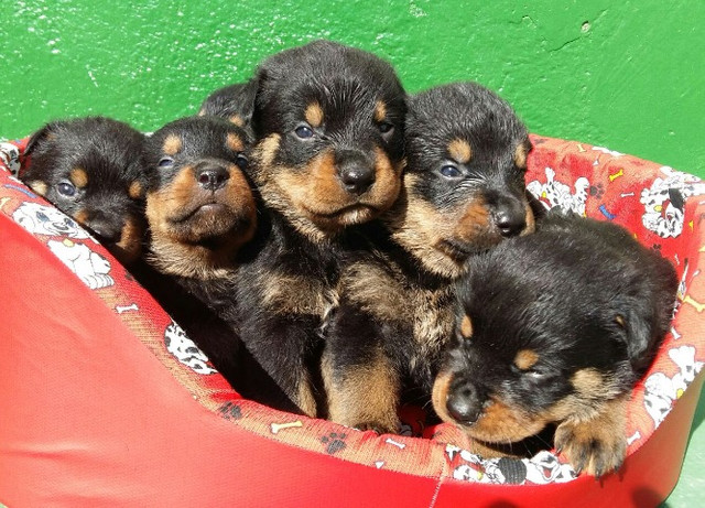 Qualidade E Procedência Vc Só Encontra Aqui No Canil Império Lindos Filhotes De Rottweiler - Foto 4