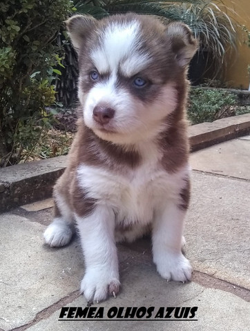 Husky Siberiano : Femeas e machos dividimos no cartao lindos !!! - Foto 3