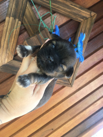Shih tzu dourado !!!