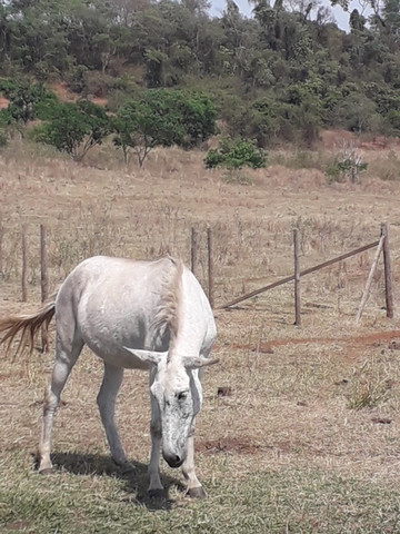 Vendo mula de patrão - Foto 3
