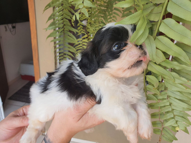 Filhotes de Shih-tzu padrão micro - Foto 2